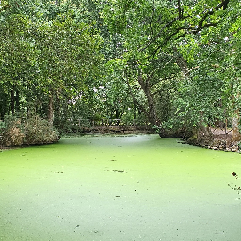 Le village de Kerhinet dans le Parc régional de Brière. 6 MARAIS DE BRIERE A KERHINET