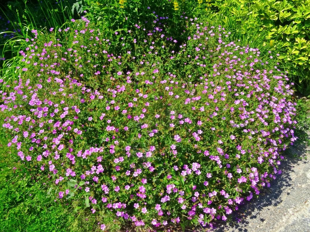 Ce week-end, nous avons aimé nous promener au Parc de Saint-Germain-en-Laye 5 stgermain12