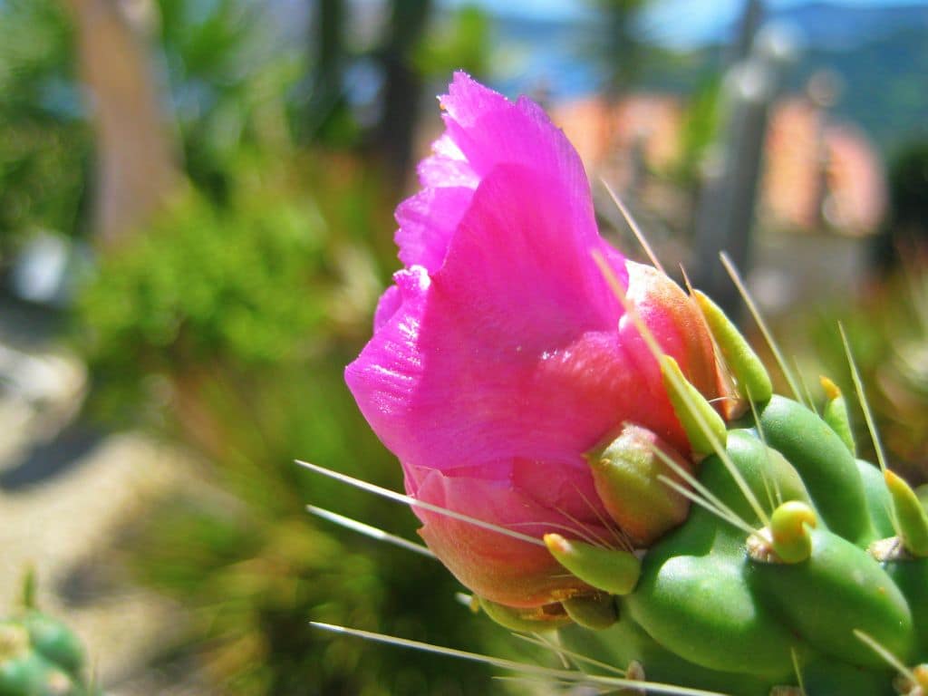 Promenade au jardin exotique à Eze 7 Fleur au jardin exotique à Eze