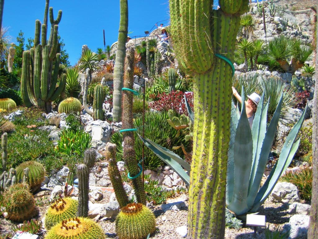 Promenade au jardin exotique à Eze 5 vue du jardin exotique à EZE