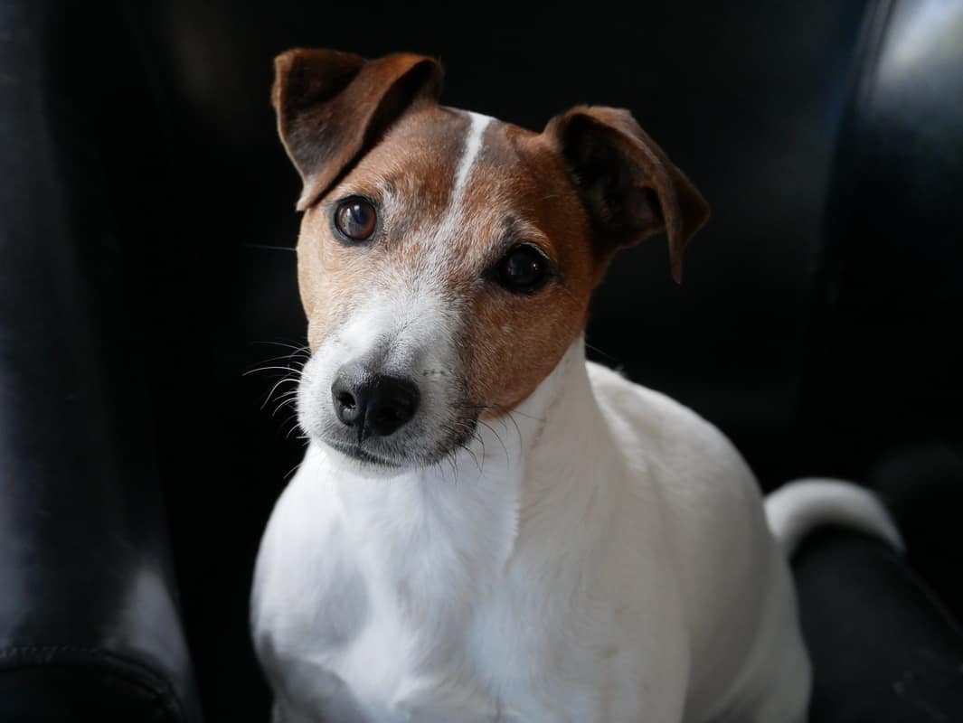 Dog Friendly, une nouvelle catégorie sur le blog. 1 Partir en amoureux mais avec son chien les hébergements dog friendly