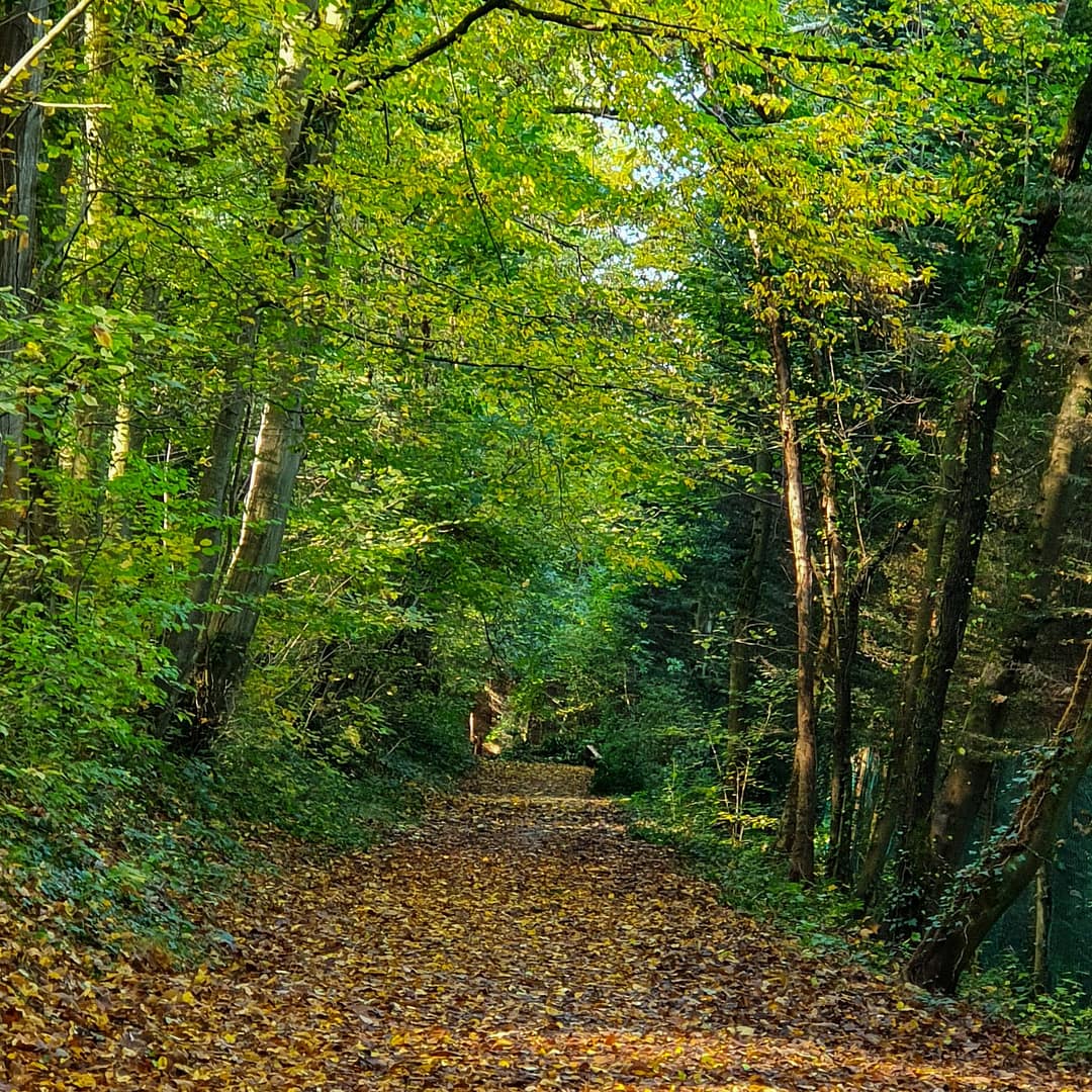 Randonner à Luzarches dans le Val d'Oise. 14 en forêt à Luzarches