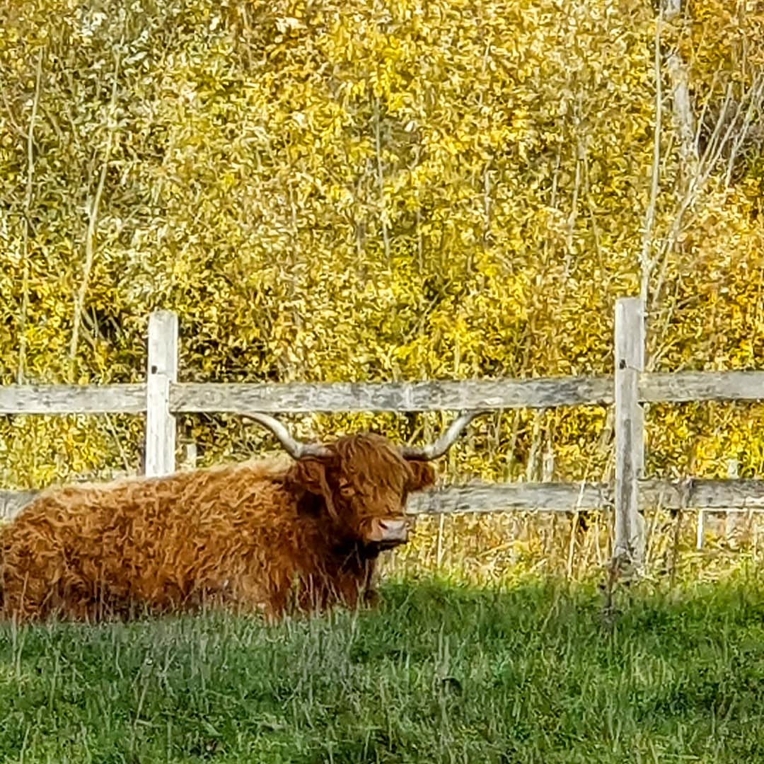 Randonner à Luzarches dans le Val d'Oise. 15 vaches highlands à Luzarches