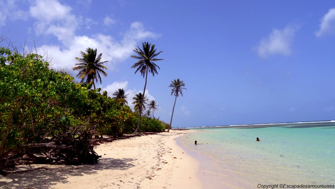 #Guadeloupe : nos plages favorites 4 Guadeloupe plage Bois jolan