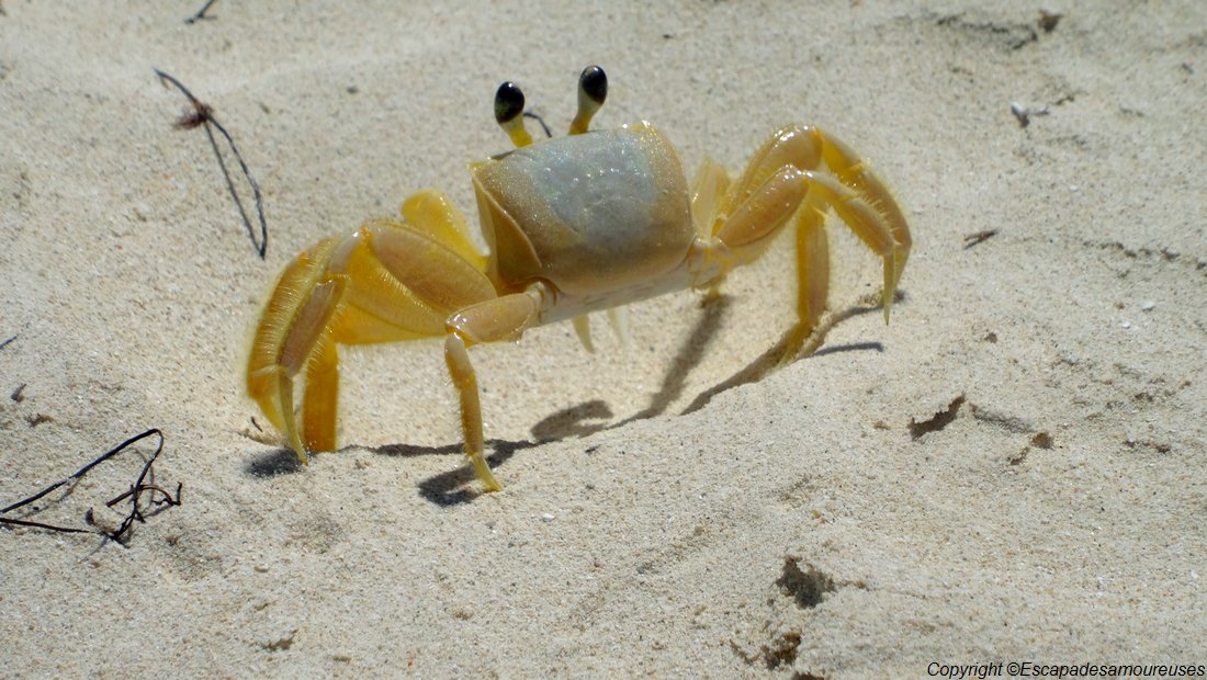 #Guadeloupe : nos plages favorites 14 Guadeloupe plage ilet caret