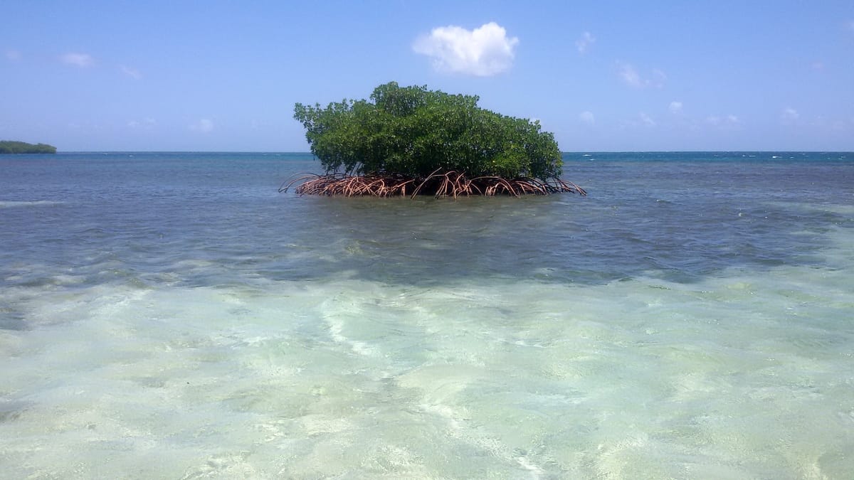 Guadeloupe : direction l'îlet Caret dans le Grand cul de sac marin. 7 GUADELOUPE pleine nature excursion îlet caret escapades amoureuses