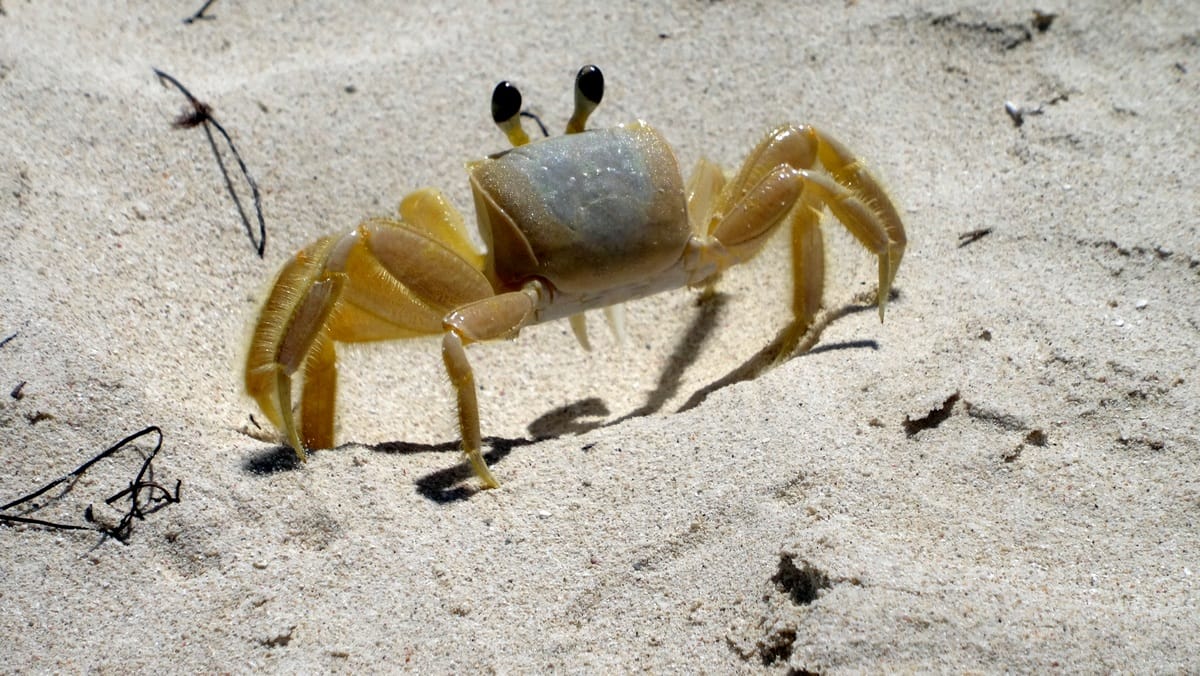 Guadeloupe : direction l'îlet Caret dans le Grand cul de sac marin. 12 Guadeloupe excursion îlet Caret escapades amoureuses