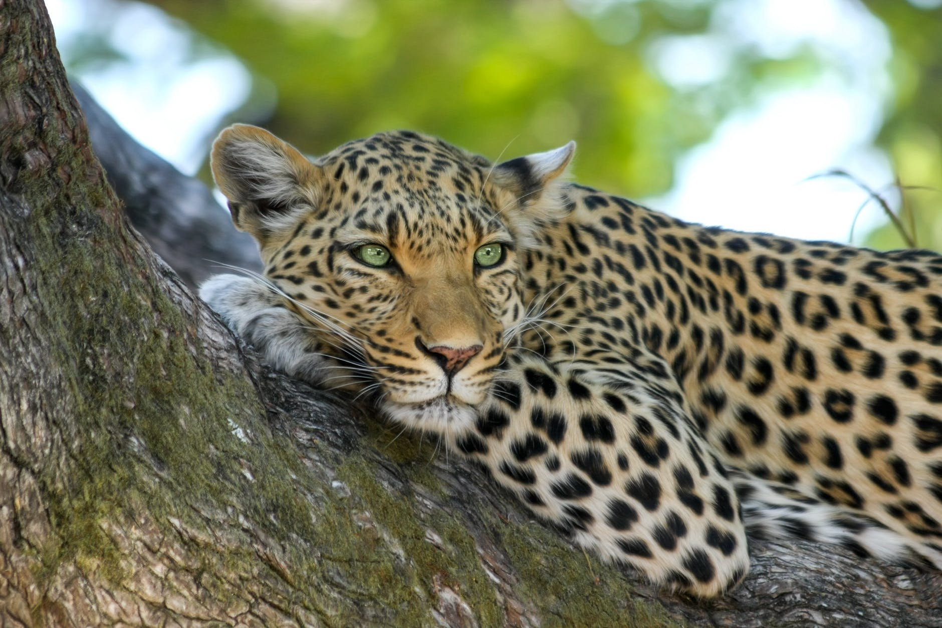 4 raisons de faire un voyage en Namibie en amoureux. 2 leopard on brown trunk tree