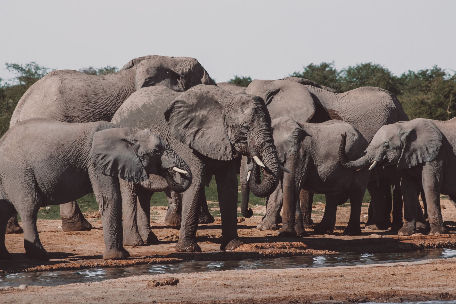 4 raisons de faire un voyage en Namibie en amoureux. 1 animal trunk africa travel Namibie