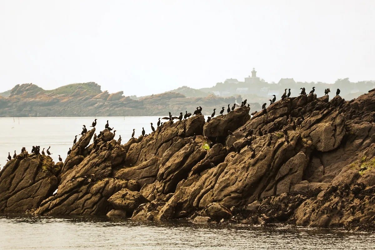 Visiter les îles Chausey depuis Granville : guide complet 7 sur les iles chausey Normandie escapades amoureuses cormorans