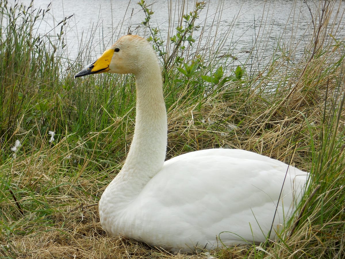 Au Parc du Marquenterre en Baie de Somme 7 marquenterre01