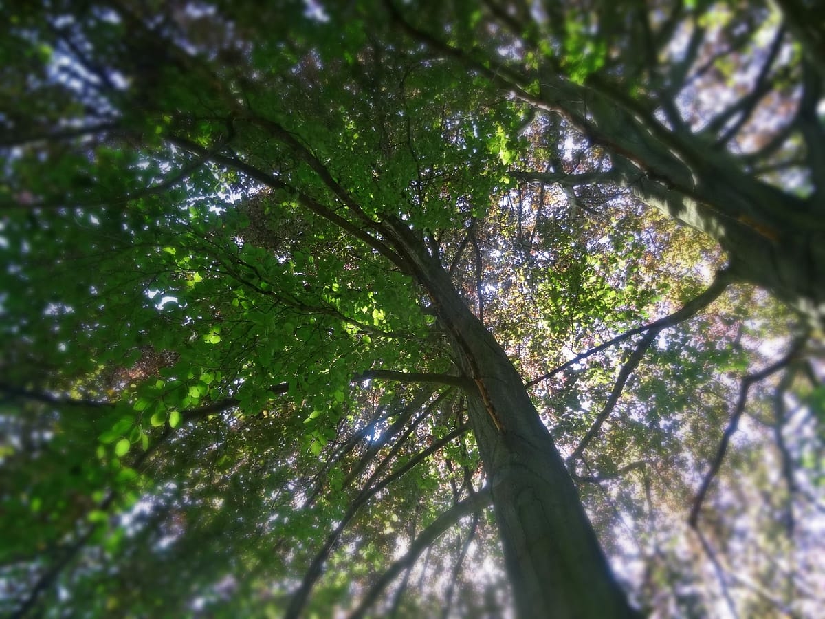 Ce week-end, nous avons aimé nous promener au Parc de Saint-Germain-en-Laye 12 dans le parc de Saint-Germain-en-Laye