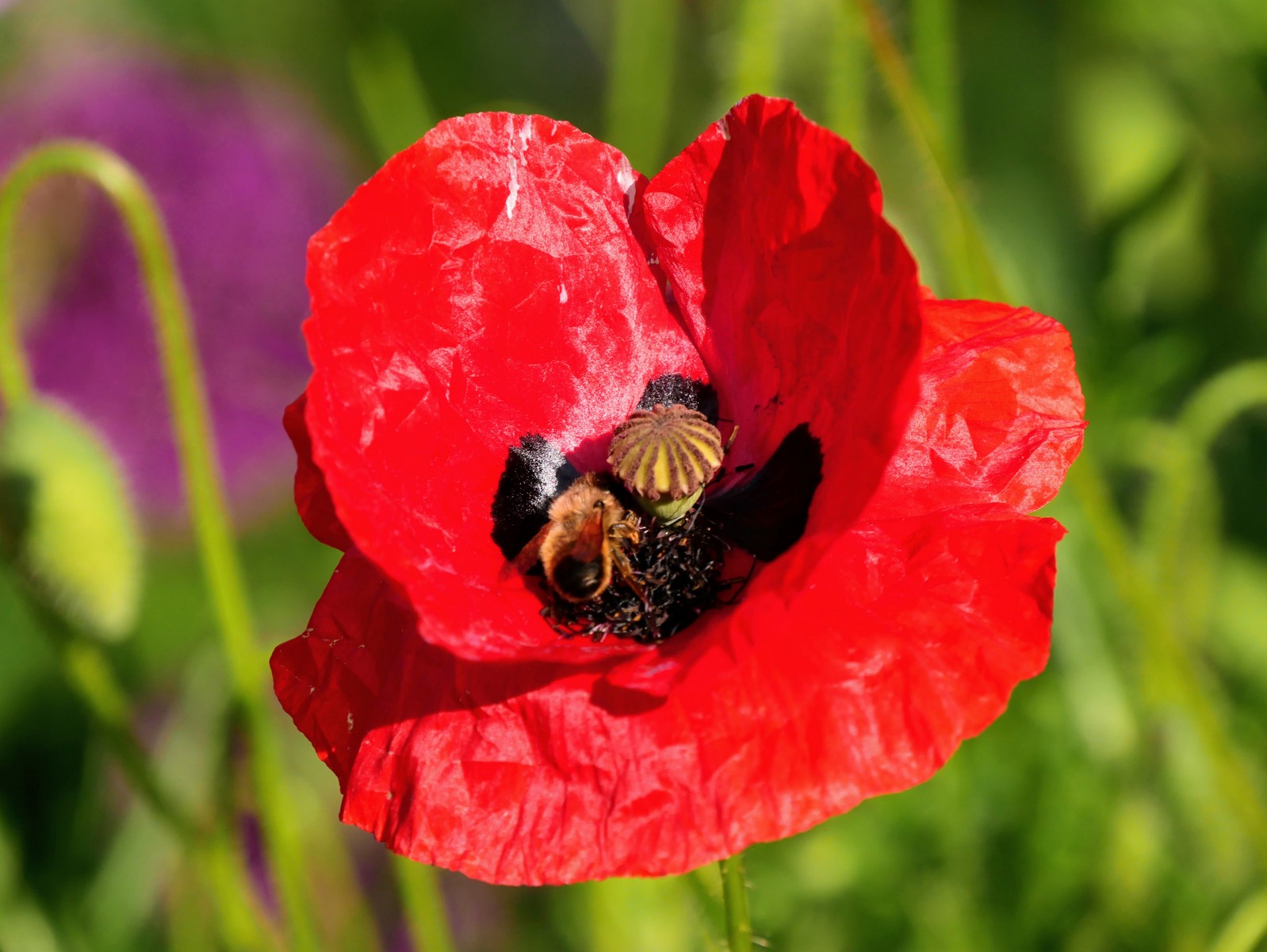 Rendez-vous aux jardins à Giverny. 6 Rendez-vous aux jardins à Giverny dans l'Eure
