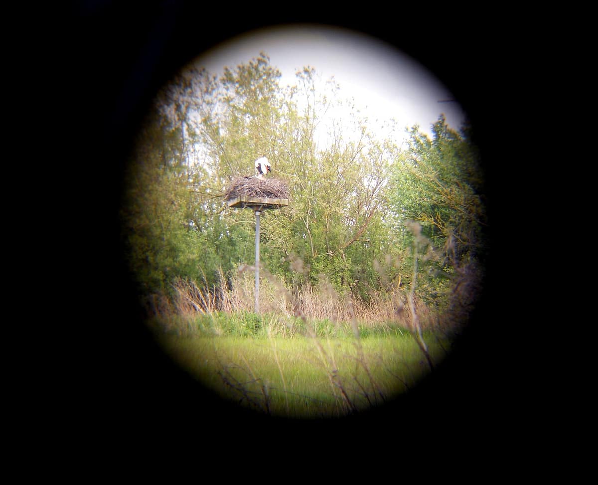 Au Parc du Marquenterre en Baie de Somme 2 marquenterre 06 nid cigogne
