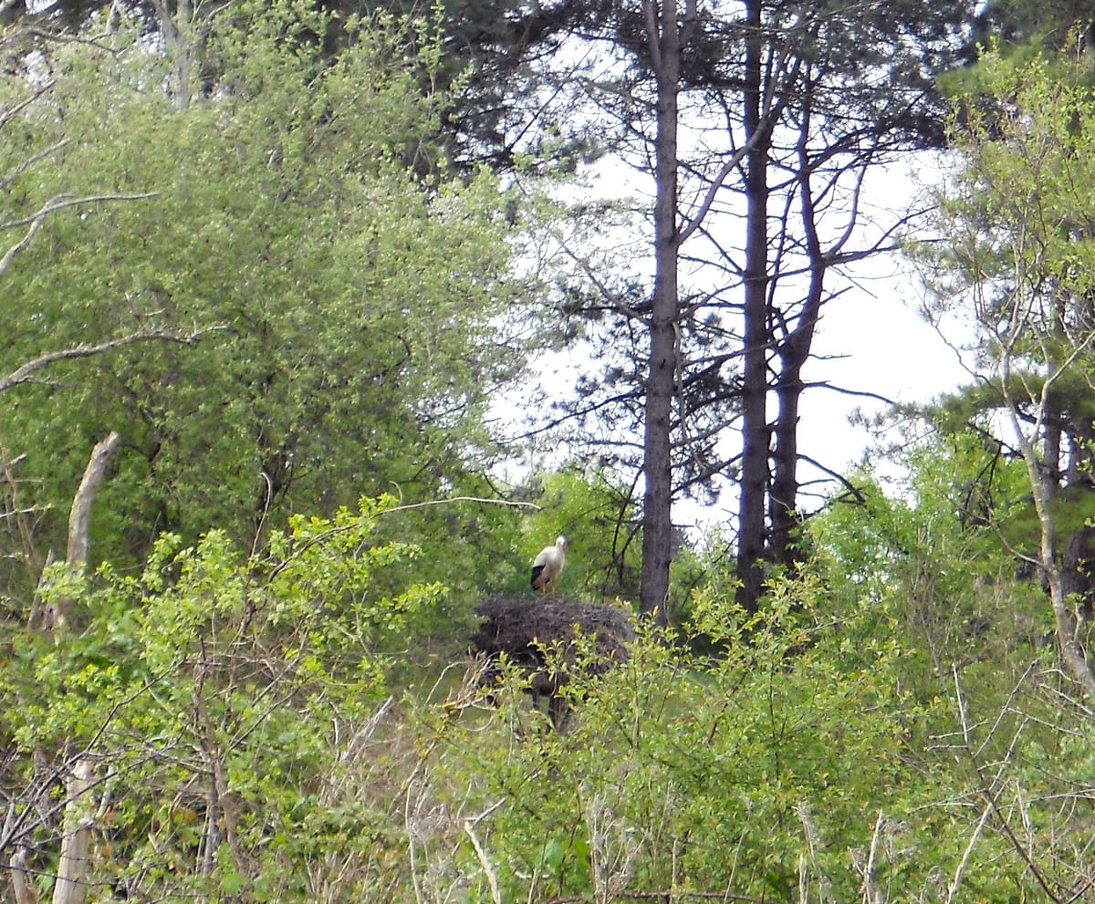 Au Parc du Marquenterre en Baie de Somme 6 marquenterre02 cigogne au parc du marquenterre