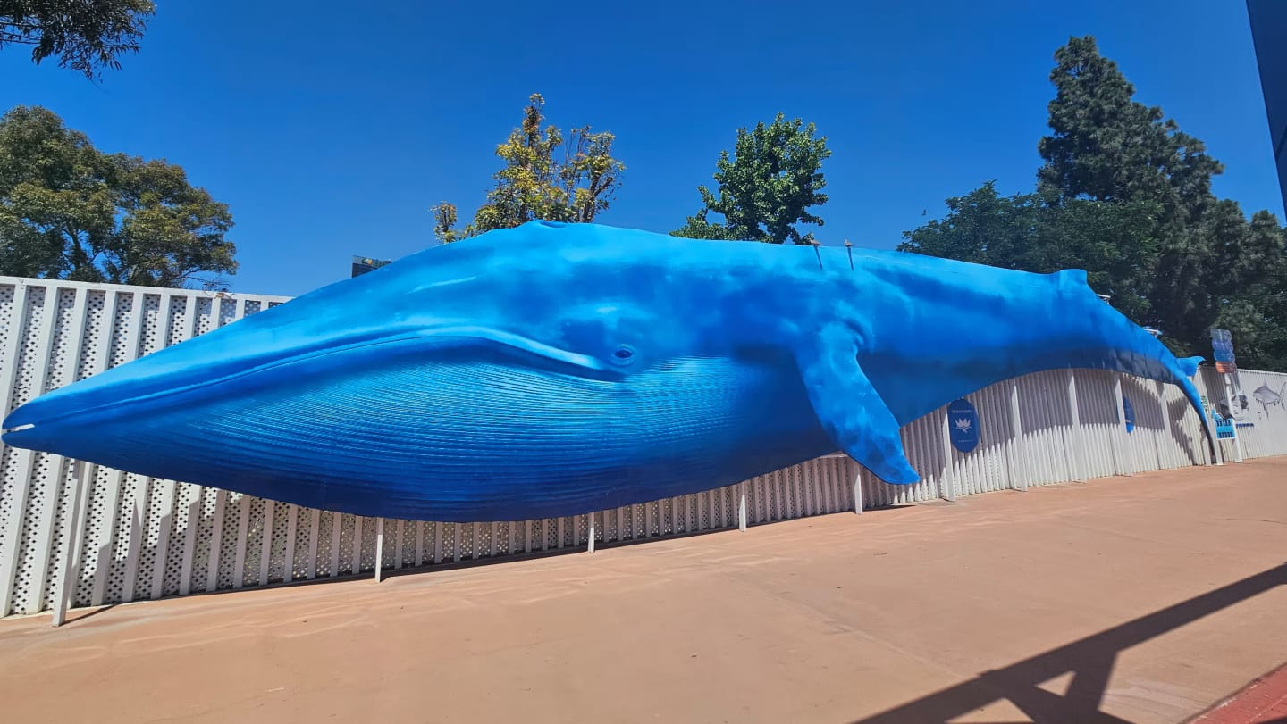 Visiter la Cité des Arts de Valencia : guide pratique et tarifs 2025 2 oceanographic Valencia Cité des arts et des sciences de Valence