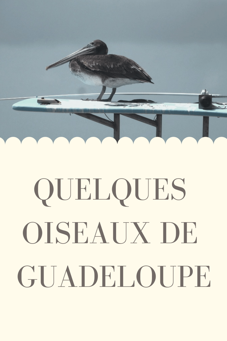 #EnFranceaussi: ornithologie en Guadeloupe. 20 pinterest épingle guadeloupe oiseaux ornithologie Enfranceaussi pelican flamants roses loriquets héron vert