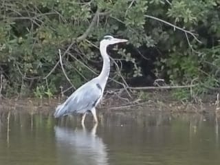 Un roadtrip en van, seule à 58 ans, pourquoi pas? 20 heron marais de brière