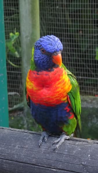 #Guadeloupe : Promenade dans le jardin botanique de Deshaies 17 Loriquet