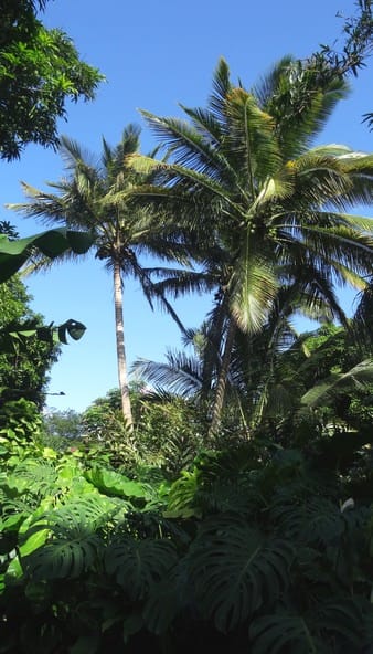 #Guadeloupe : Promenade dans le jardin botanique de Deshaies 2 guadeloupe0070