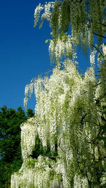 Le domaine de Chaumont-sur-Loire : un trésor caché à explorer absolument! 3 domaine de Chaumont-sur-Loire