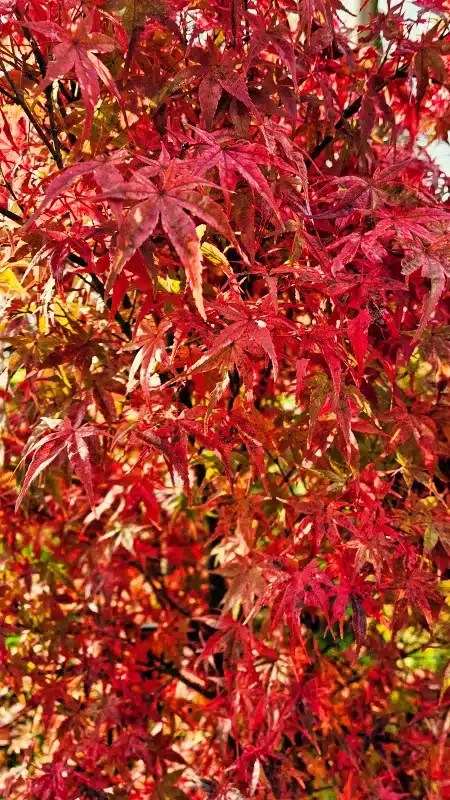 Visiter le sublime Château de Chantilly lors des Journées des Plantes. 4 20241013 113047 1 jpg