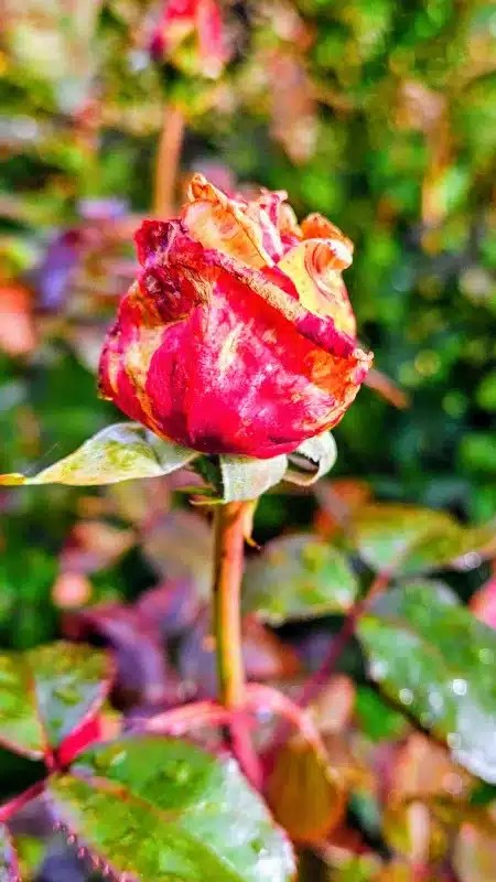 Visiter le sublime Château de Chantilly lors des Journées des Plantes. 3 20241013 1236462 EFFECTS jpg