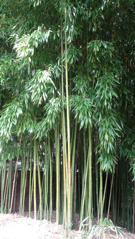 Le domaine de Chaumont-sur-Loire : un trésor caché à explorer absolument! 6 domaine de Chaumont-sur-Loire