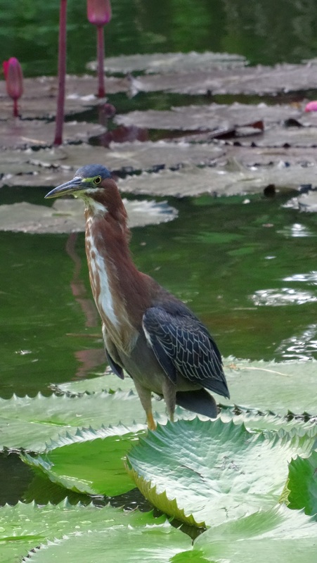 #EnFranceaussi: ornithologie en Guadeloupe. 10 guadeloupe héron vert