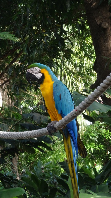 #EnFranceaussi: ornithologie en Guadeloupe. 17 L'illustre Roger au jardin botanique de Deshaie.