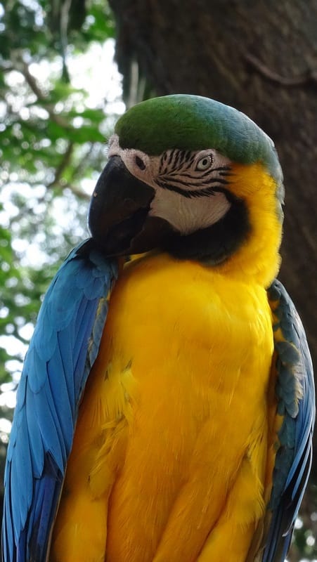 #EnFranceaussi: ornithologie en Guadeloupe. 18 ornithologieguadeloupe10