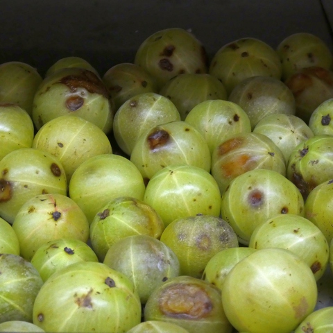 Sur la route des Indes à la Courneuve. 23 communautetamoul11