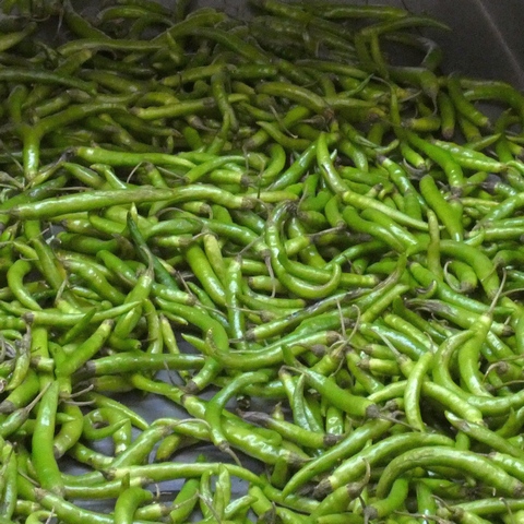 Sur la route des Indes à la Courneuve. 20 communautetamoul14