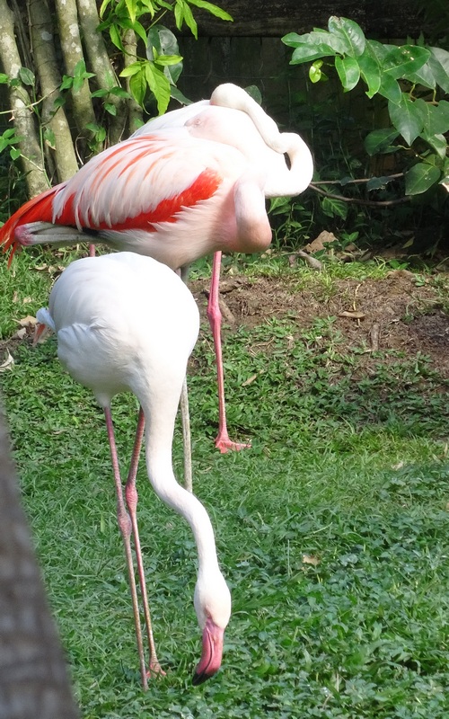 #EnFranceaussi: ornithologie en Guadeloupe. 9 guadeloupe flamants roses jardin botanique deshaie