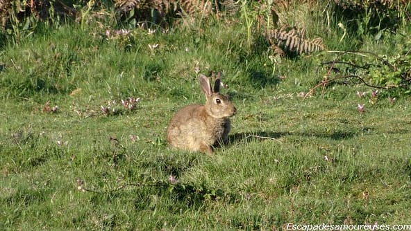 Quiberon : la mer à perte de vue 12 quiberon06