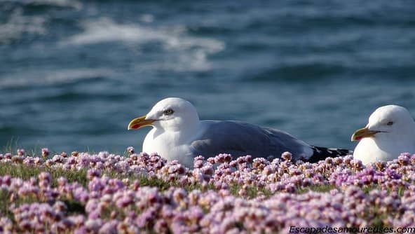 Quiberon : la mer à perte de vue 3 quiberon07