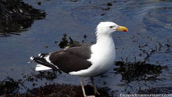 Quiberon : la mer à perte de vue 8 quiberon10