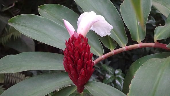 #Guadeloupe : Promenade dans le jardin botanique de Deshaies 1 guadeloupe0069