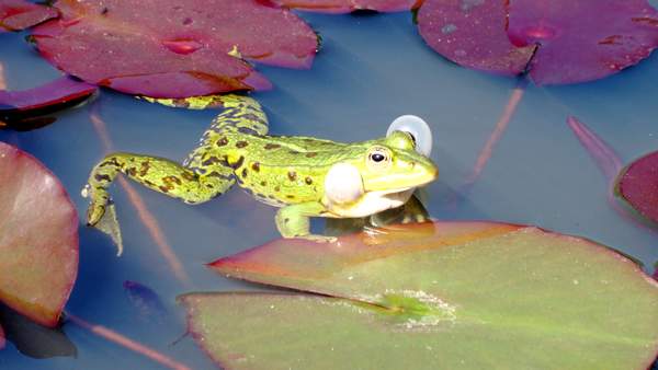 Le domaine de Chaumont-sur-Loire : un trésor caché à explorer absolument! 7 domaine de Chaumont-sur-Loire