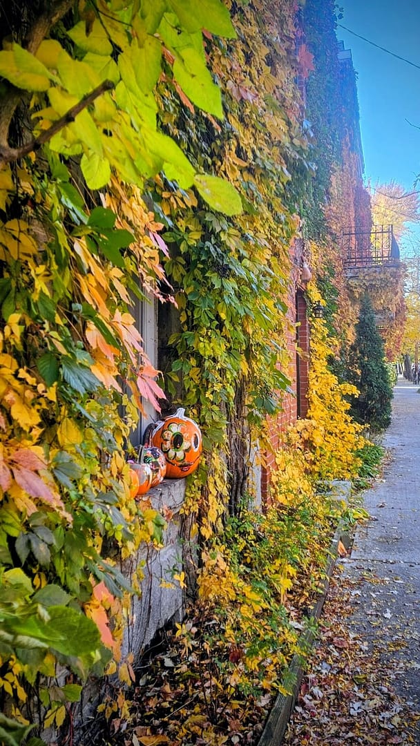 Le Plateau-Mont-Royal : Mon coup de cœur automnal à Montréal 7 Vigne colorée sur un mur ancien.