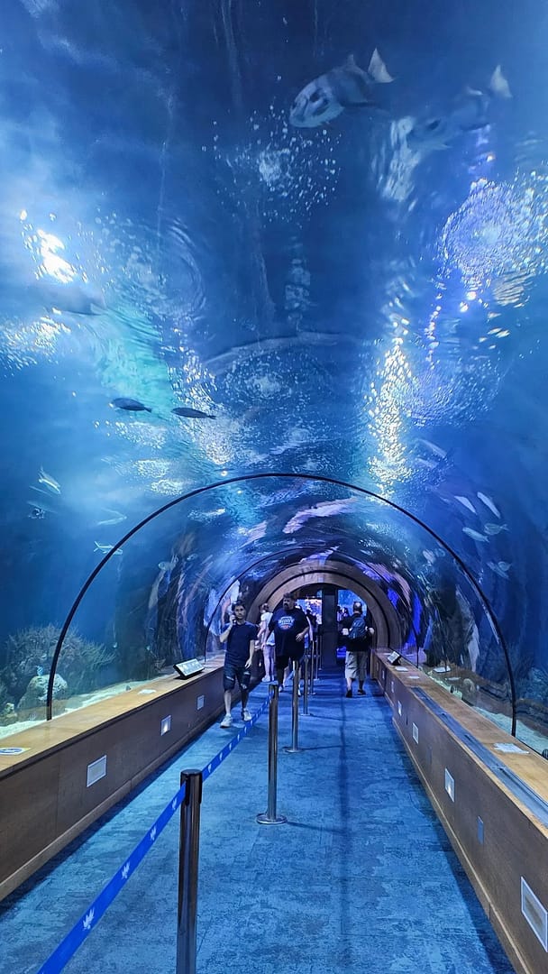 Que faire à Valencia en 3 jours ? Itinéraire complet + conseils 3 Oceanografic valencia en 3 jours esc