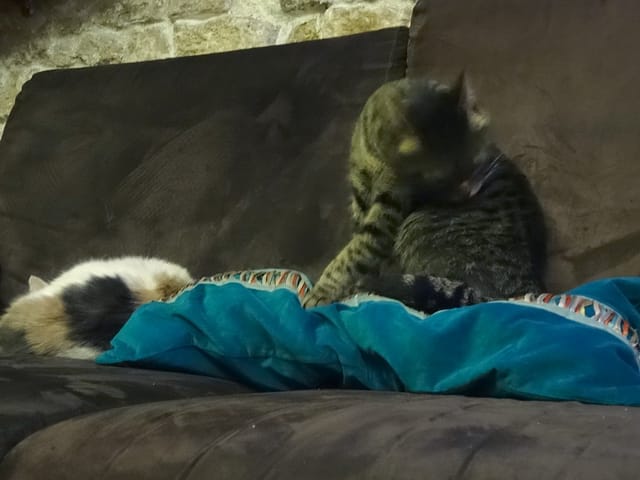 A Paris, le café des chats : avis mitigé. 9 cafedeschats02