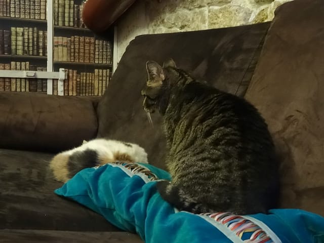 A Paris, le café des chats : avis mitigé. 8 cafedeschats03