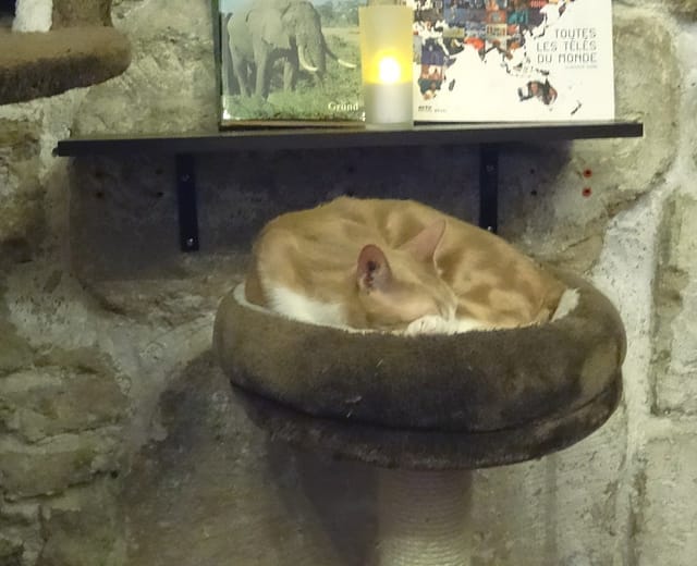 A Paris, le café des chats : avis mitigé. 6 cafedeschats07