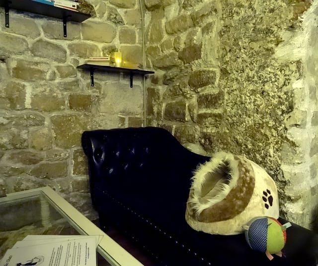A Paris, le café des chats : avis mitigé. 3 cafedeschats06