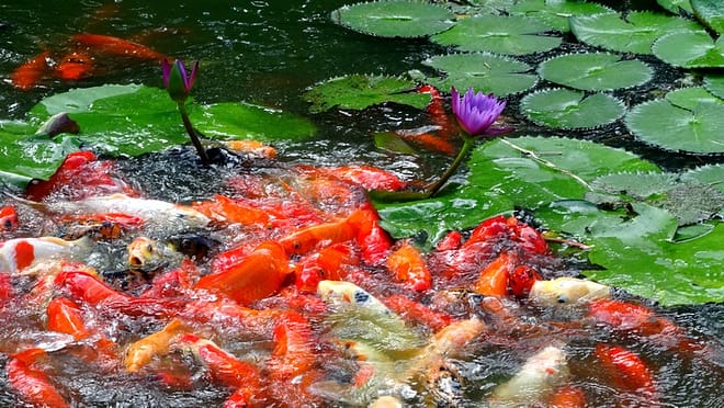#Guadeloupe : Promenade dans le jardin botanique de Deshaies 16 guadeloupe0013