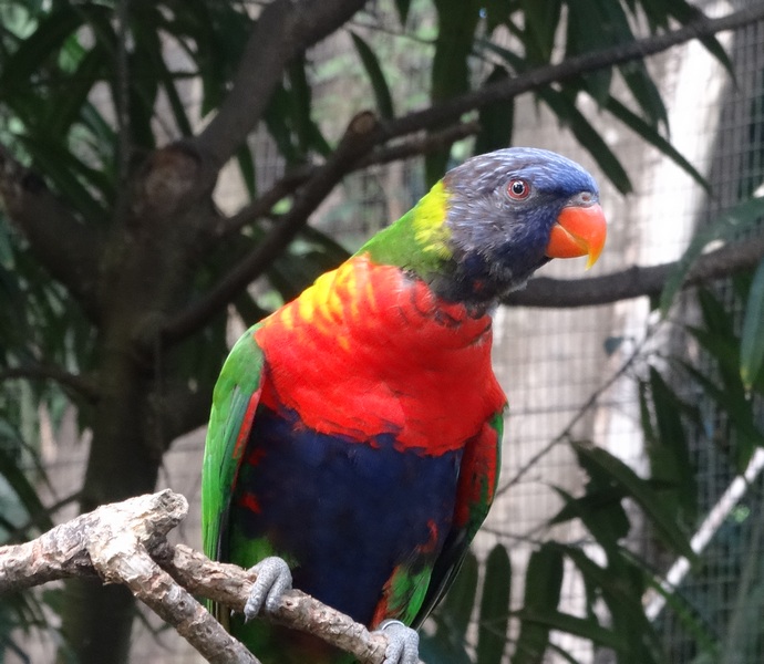 #EnFranceaussi: ornithologie en Guadeloupe. 13 Loriquet au jardin botanique de Deshaie