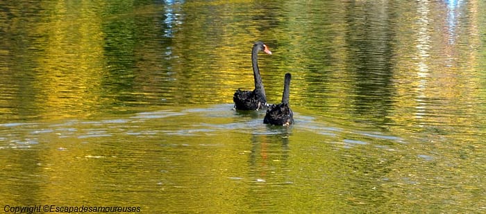 Paris : l'automne au Parc Montsouris 11 parcmontsouris02