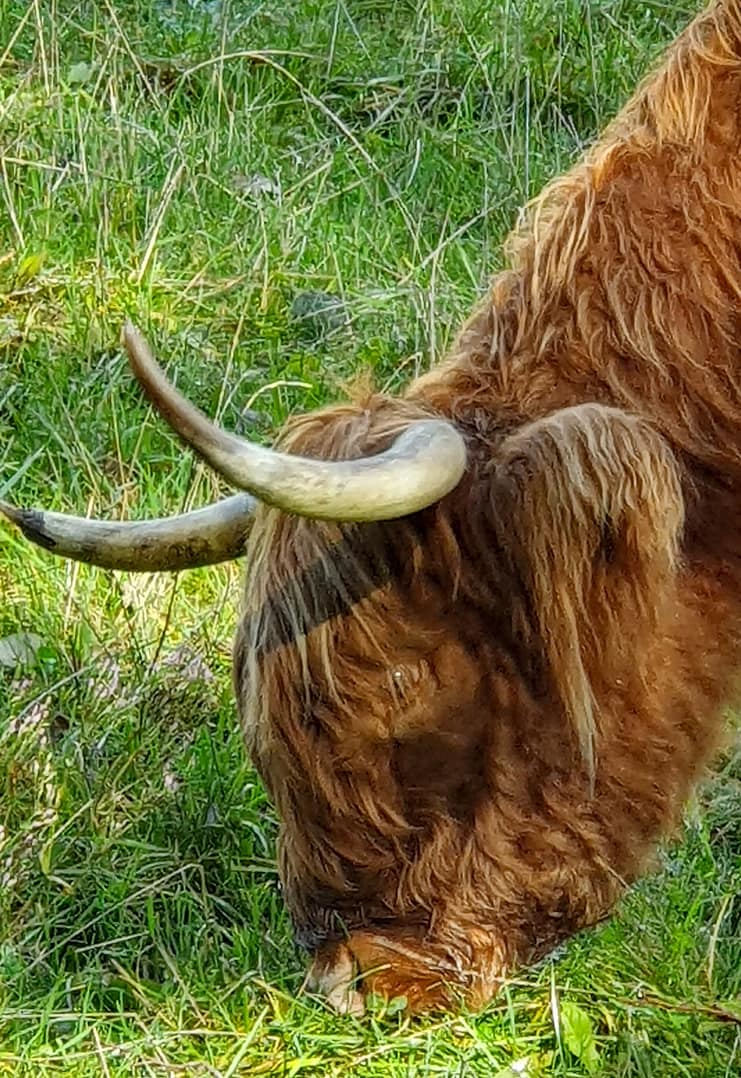 Randonner à Luzarches dans le Val d'Oise. 16 vaches highlands à Luzarches