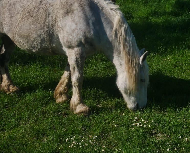 Un séjour sur l'île d'Aix, l'île sans voiture. 6 ile d'aix une ile sans voiture